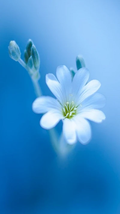 flowers, nature