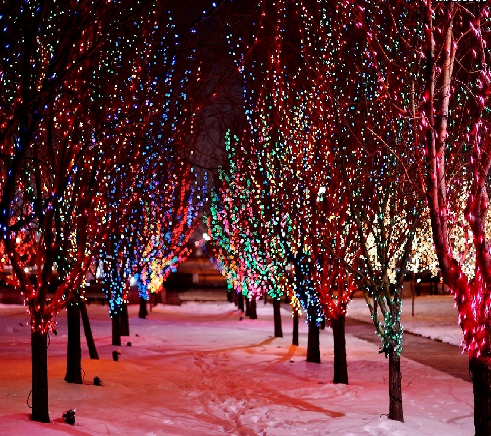 Trees covered in christmas lights in a snowy park at night (nature)