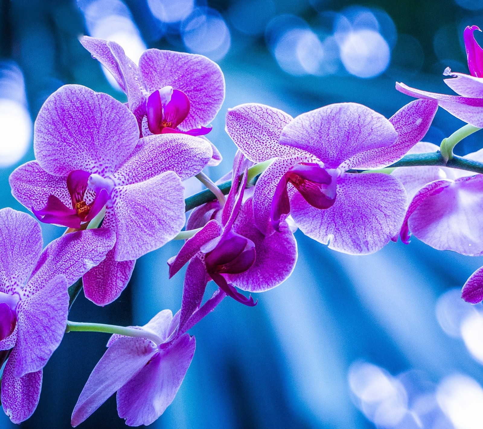 Lila blumen mit pinken zentren und grünen stängeln vor einem blauen hintergrund (2015, blume, gs3, natur, neu)