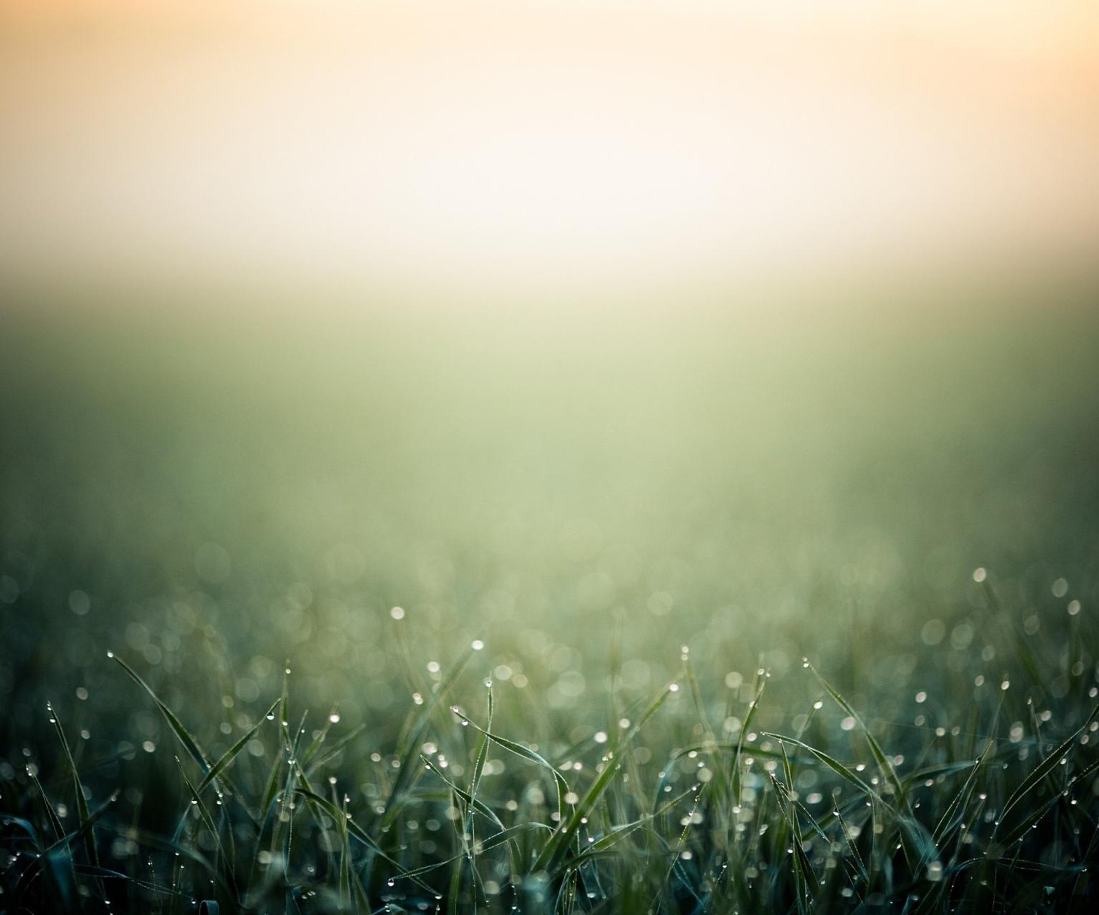 dew, field, grass, morning, wet wallpaper