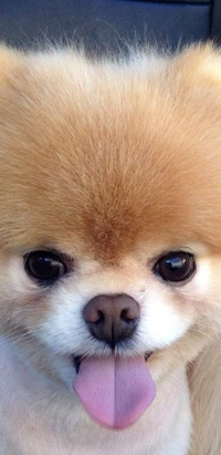 Lindo cachorro Pomerania con ojos grandes y expresión juguetona