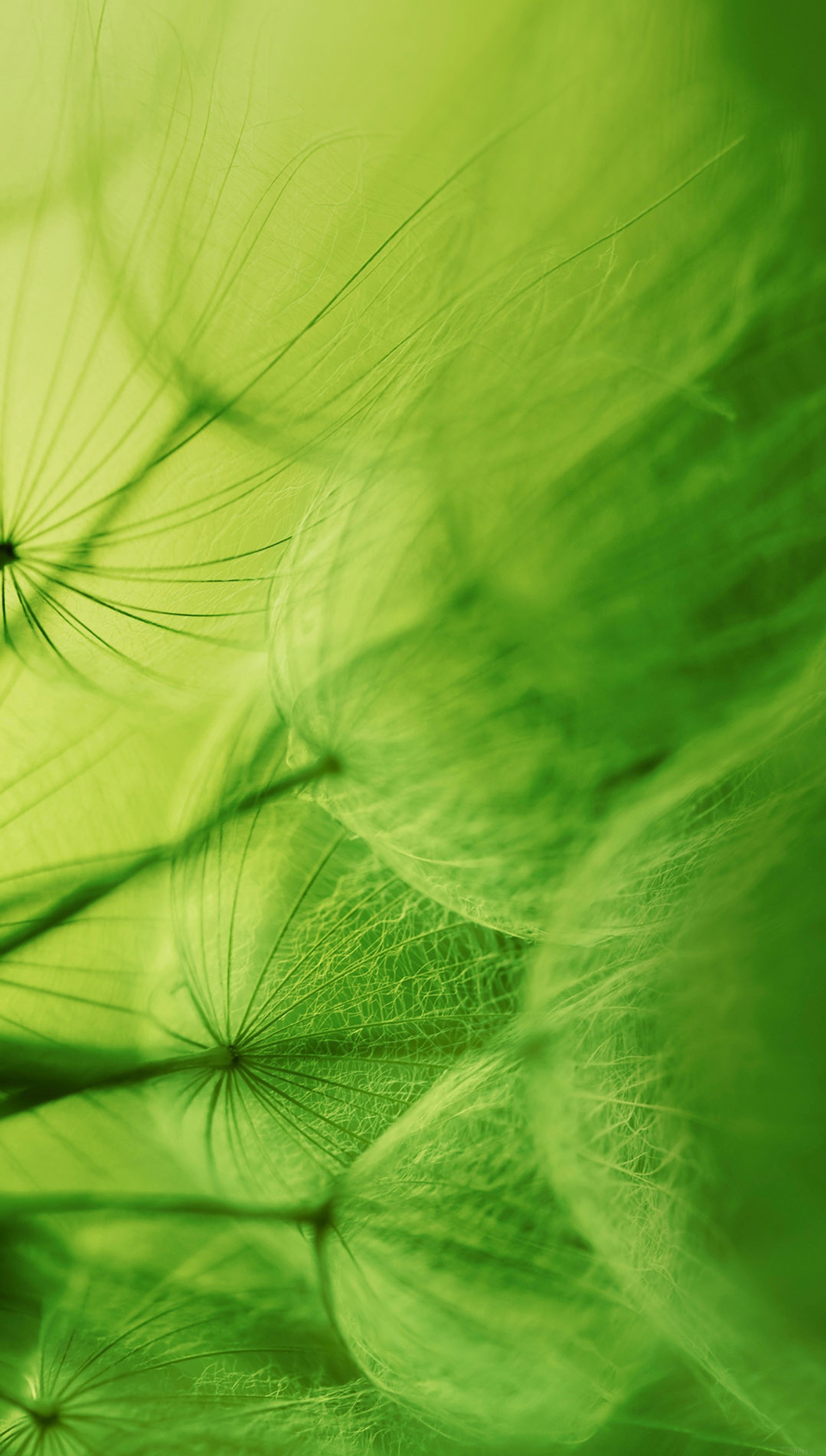 A close up of a dandelion with a green background (green, leaves, nature)