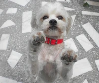 Cachorro brincalhão com uma coleira vermelha em um piso de mosaico