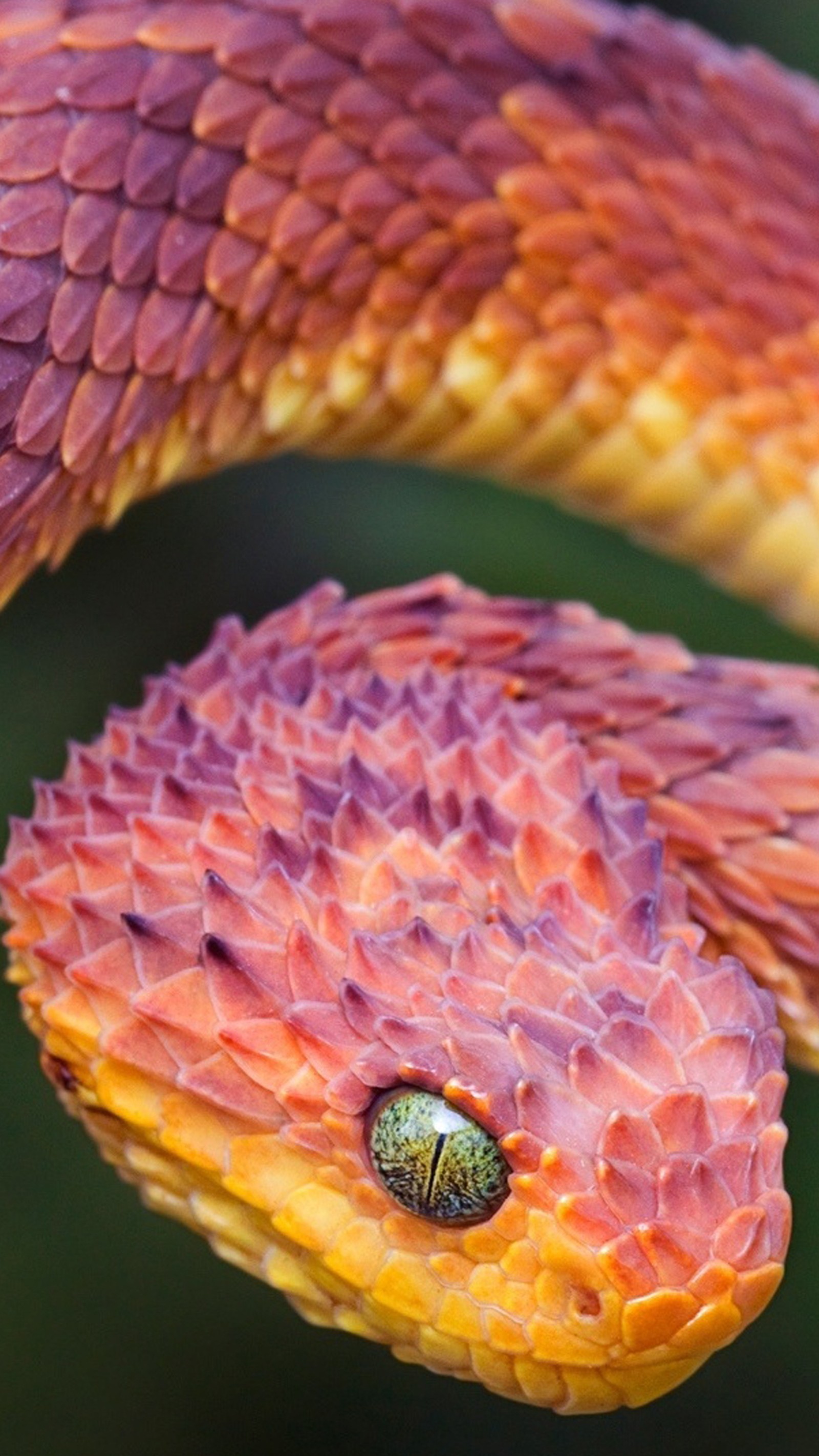 Un gros plan d'un serpent avec un œil vert sur sa tête (bush viper, vipère, vipers)