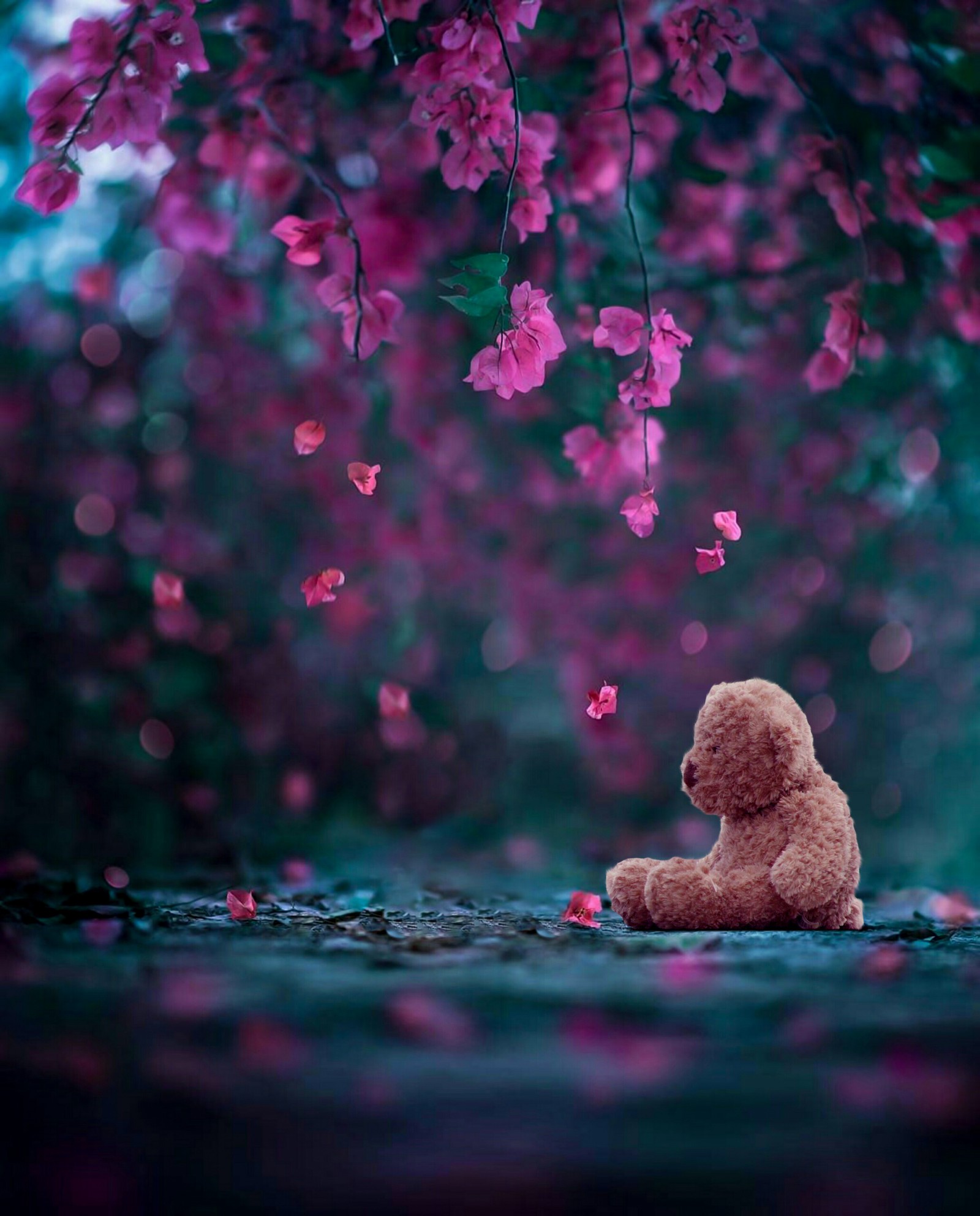 Il y a un ours en peluche assis sous un arbre avec des fleurs roses (seul, ours, teddy, cerise, floraison)