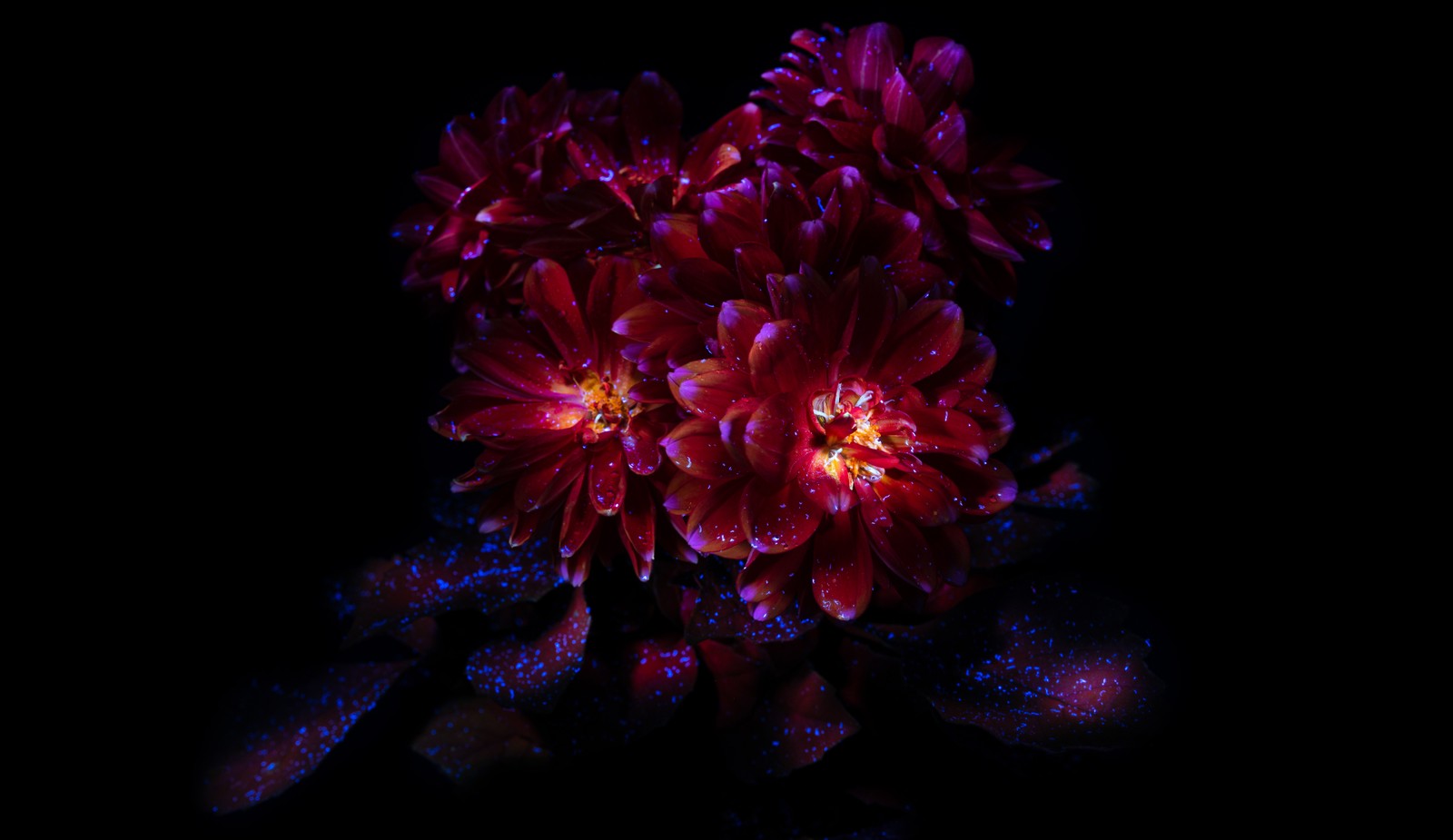 Un bouquet de fleurs éclairé dans l'obscurité (fleurs de chrysanthème, esthétique sombre, floraison, amoled, 8k)