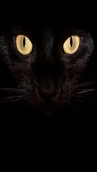 black, cat wallpaper