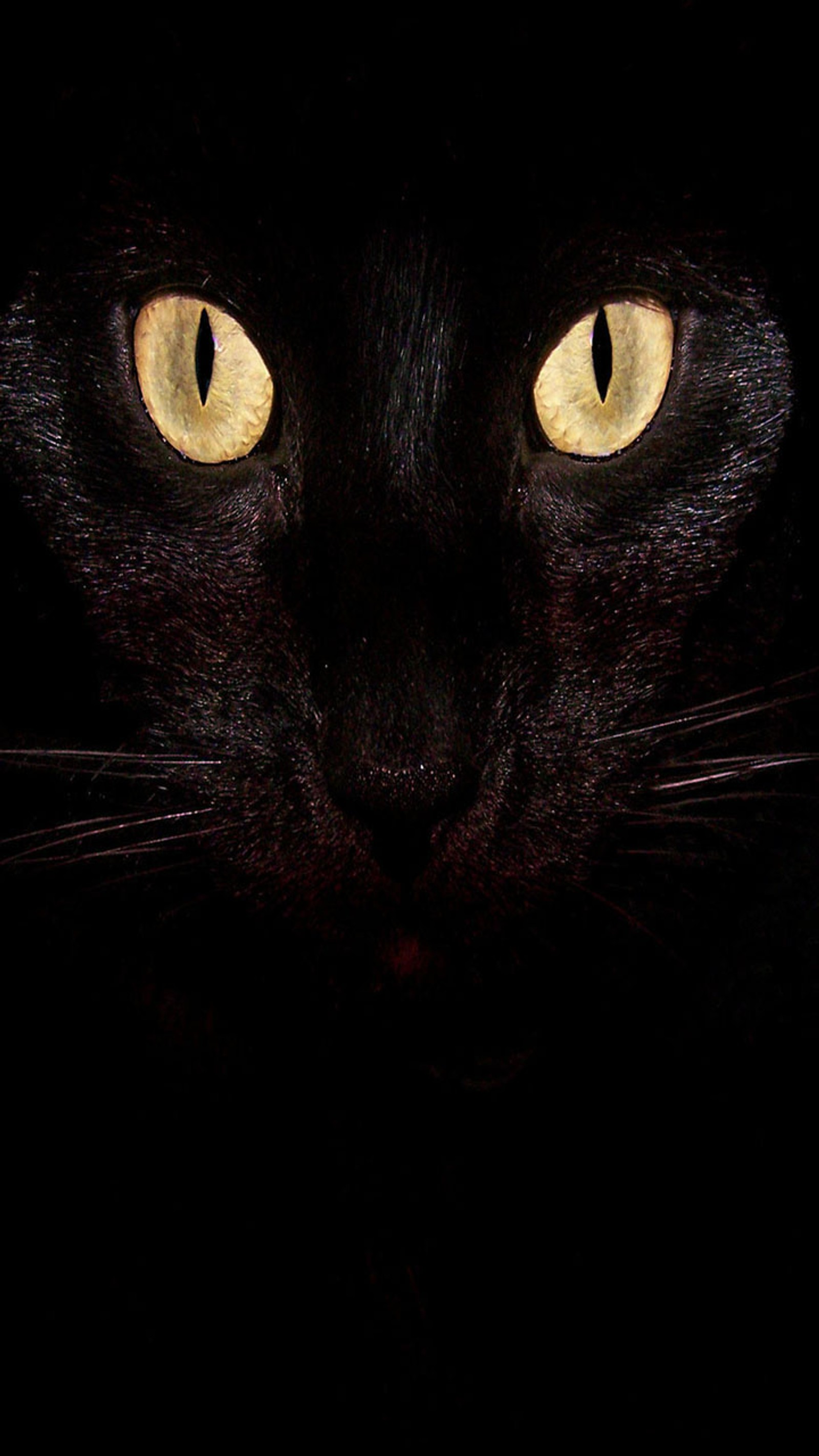 Eine schwarze katze mit gelben augen in der dunkelheit (schwarz, gato)