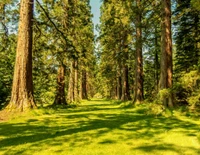 Caminho ensolarado através de um majestoso bosque