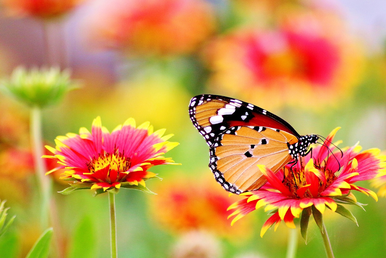 Ein schmetterling sitzt auf einer blume (schmetterling, pollen, blumengarten, bokeh, blüte)