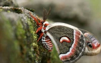 Close-up of a vibrant moth perched on textured bark, showcasing intricate patterns and colors.