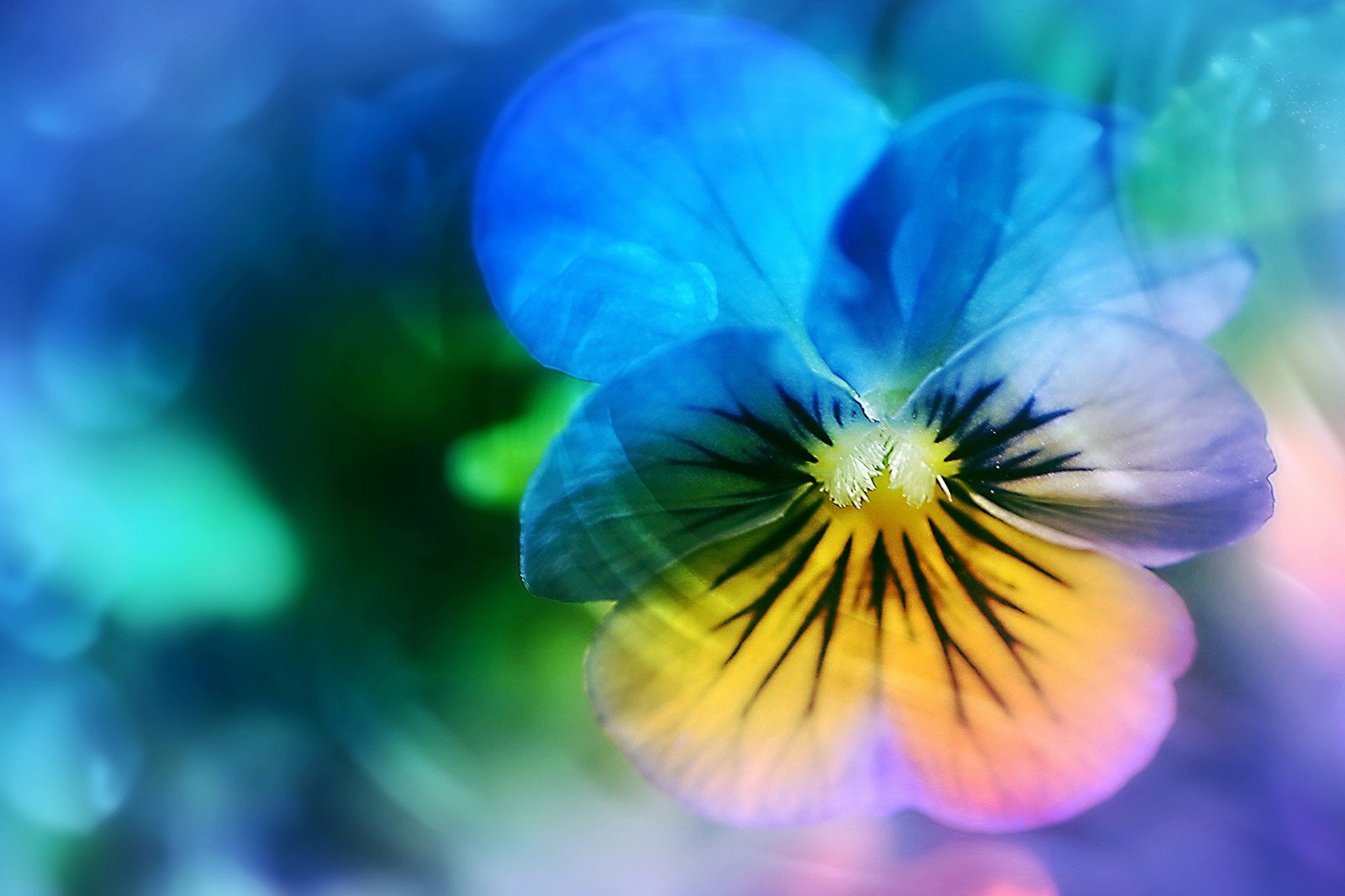 A close up of a flower with a blurry background (pansy, violet, flower, flowering plant, blue)