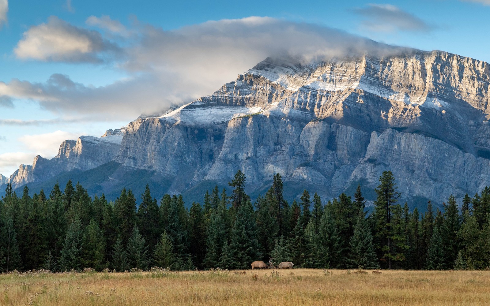 Montanhas e árvores ao longe com um único alce pastando em primeiro plano (parque nacional de banff, banff national park, banff, lago moraine, parque nacional)