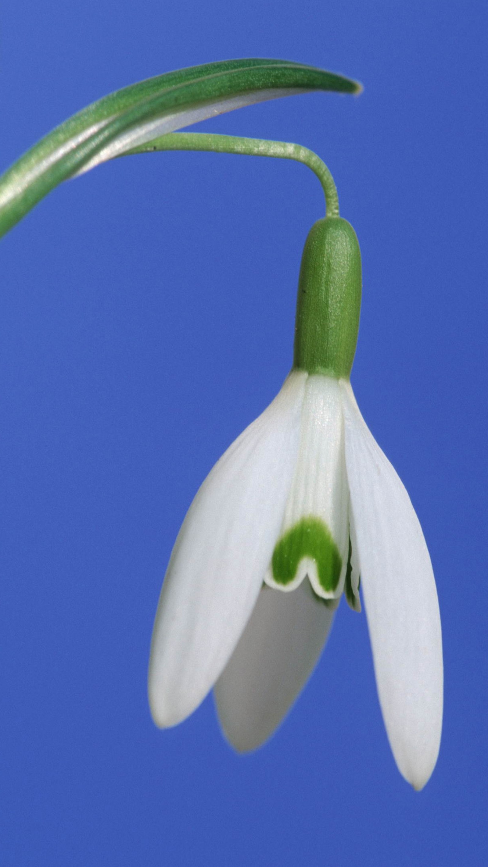 Es gibt eine schneeglöckchen mit einem grünen auge darauf (schneeglöckchen, pflanzenstängel, blühende pflanze, blume, pflanze)