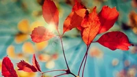 Vibrant Red Autumn Leaves Against a Soft Blue Background