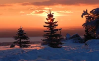 sunset, winter, tree, evening, snow wallpaper