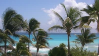 Paraíso tropical: Lujosas palmeras con vista a un mar caribeño de cristal azul