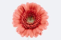 Close-up of a vibrant pink gerbera daisy against a white background, showcasing its intricate blossom and stunning detail.