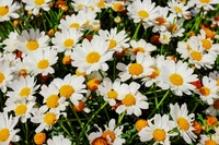 Marguerites en fleurs dans un jardin printanier vibrant