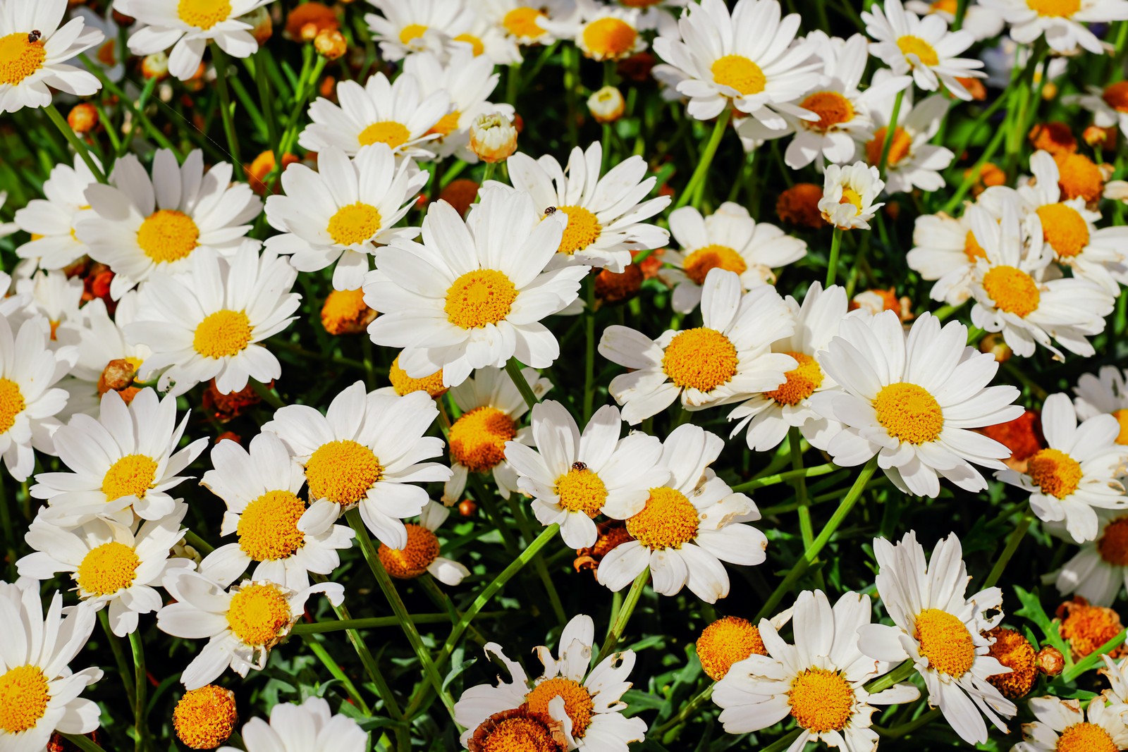 Il y a beaucoup de fleurs blanches et jaunes dans un champ (marguerites, fleurs blanches, floraison, printemps, jardin)