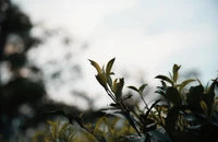 Delicate Spring Leaves Highlighted by Soft Sunlight