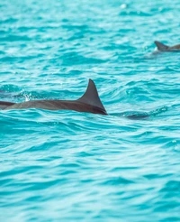 Delfines mulares nadando en agua azul clara