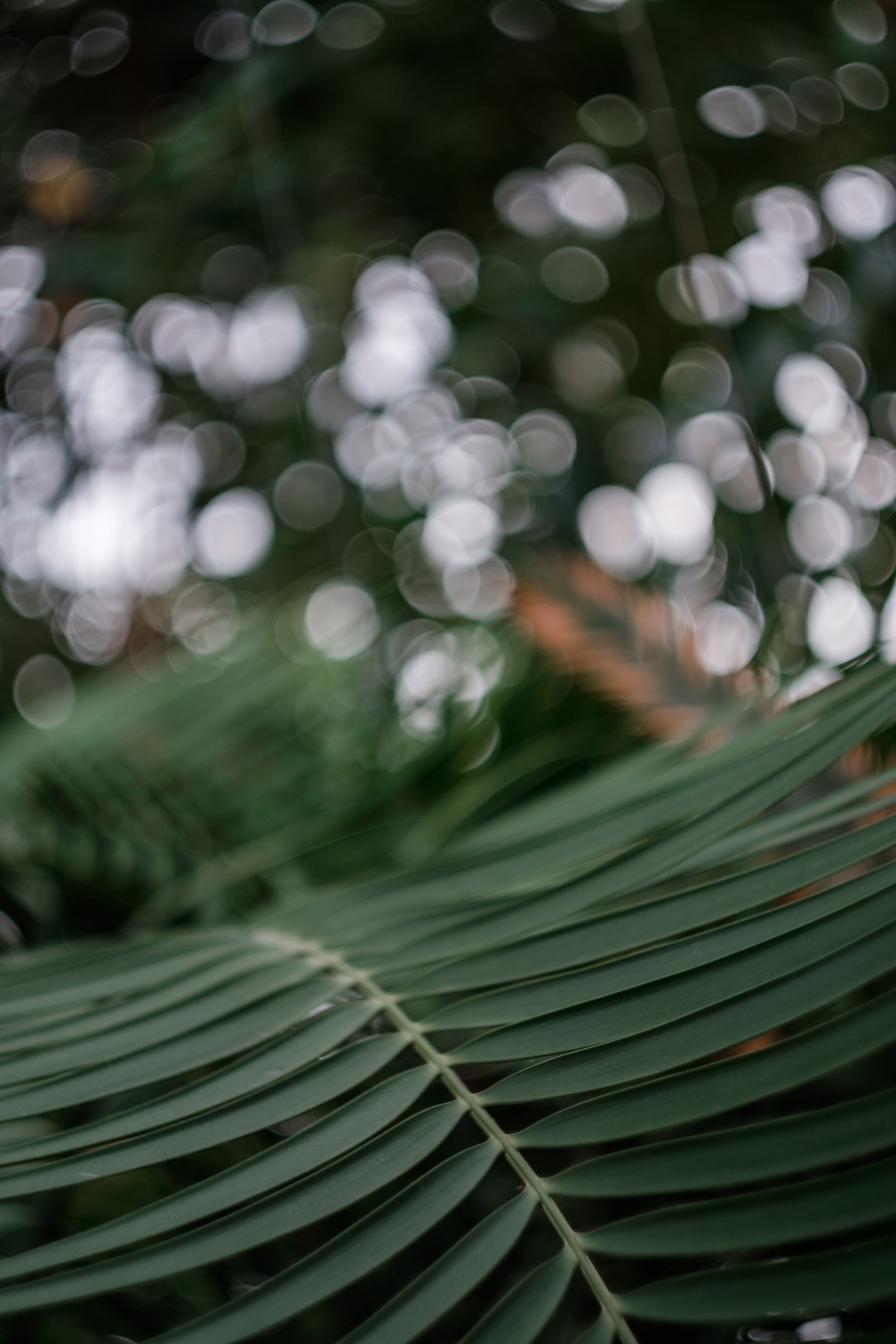 There is a bird sitting on a leaf in the forest (botany, pattern, plants, tree, water)