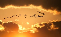 Bando de pássaros em voo contra um céu dourado ao pôr do sol