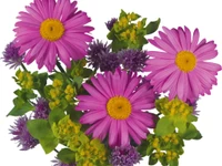 design floral, planta com flores, flores cortadas, roxo, ornamento