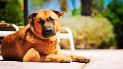 Charmant chiot brun se relaxant au soleil