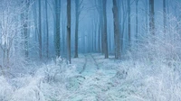 invierno, bosque, escarcha, niebla, camino