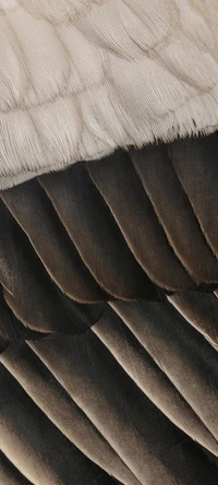 Textured Feather Patterns in Earthy Tones