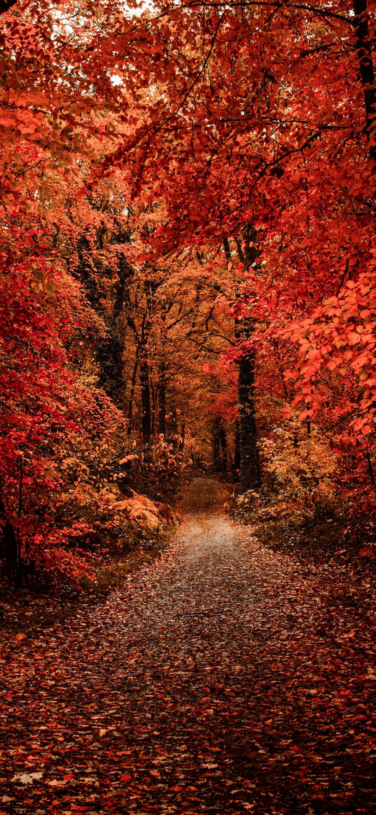 A view of a path through a forest with red leaves (autumn, brown, ecoregion, natural landscape, plant)