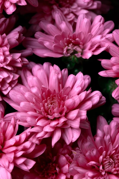 Crisantemos rosas vibrantes en flor: Un diseño floral en primer plano.