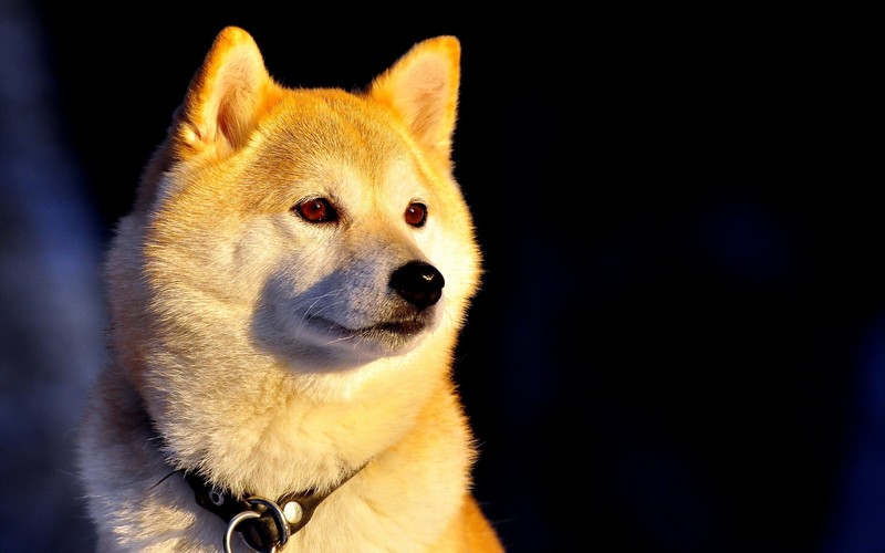 Арафед собака с ошейником вокруг шеи (сиба ину, shiba inu, щенок, акита, akita)