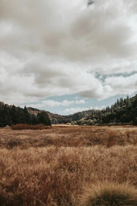 paysage naturel, nature, nuage, environnement naturel, prairie