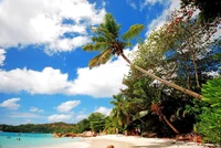 Scène de plage tropicale avec des palmiers, une rive de sable et un ciel bleu vibrant.