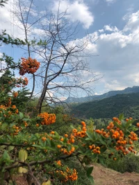 Des fleurs sauvages vibrantes et des baies orange contrastent avec un arrière-plan d'un arbre sans feuilles et des collines ondulées sous un ciel nuageux.