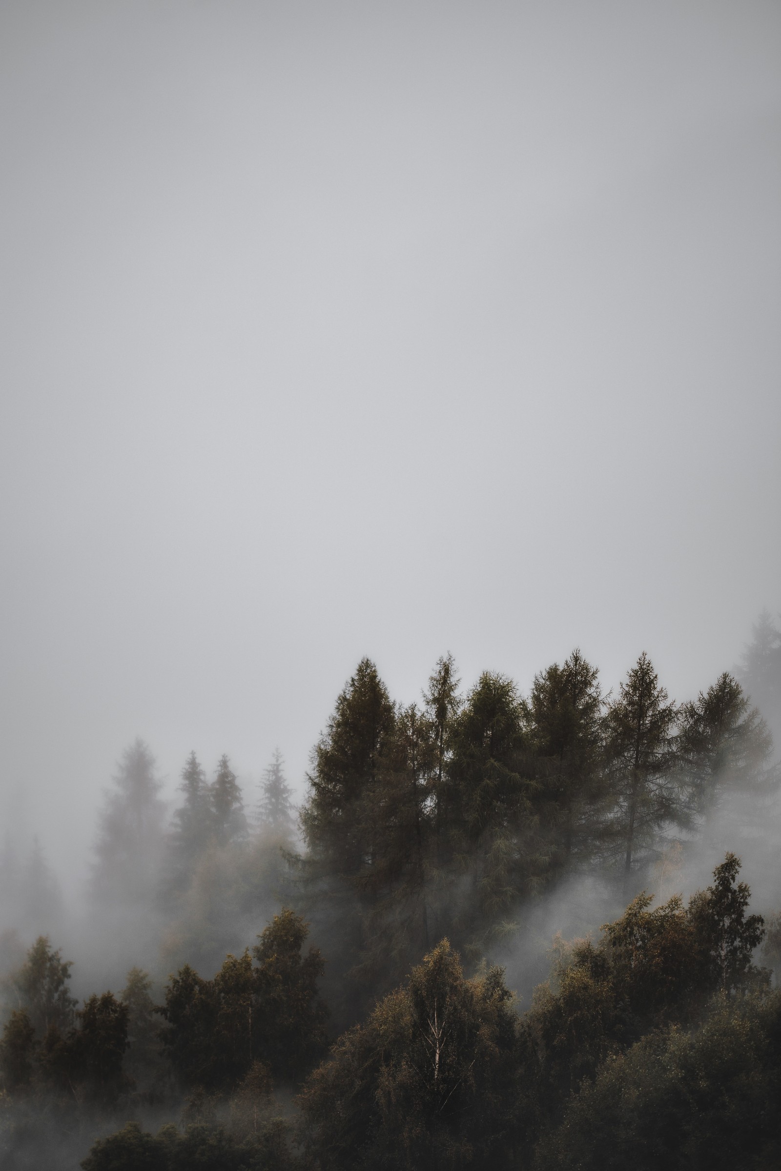 Il y a un avion survolant une forêt par un jour brumeux (forêt, arbre, brume, atmosphère, matin)