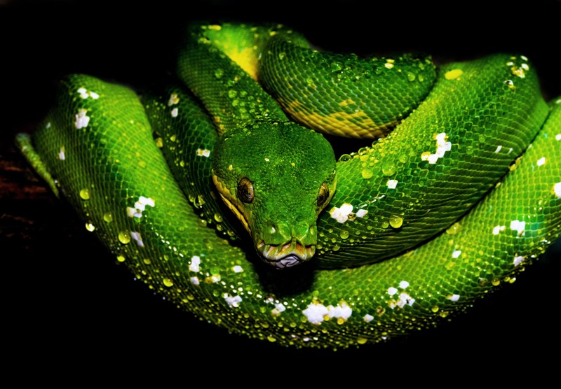 Близкий план зеленой змеи, свернувшейся на ветке (tree python, зеленая змея, зеленый питон, капли воды, тёмный фон)