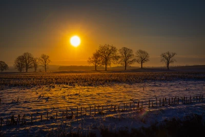 Lever de soleil doré sur un paysage d'hiver avec des arbres en silhouette