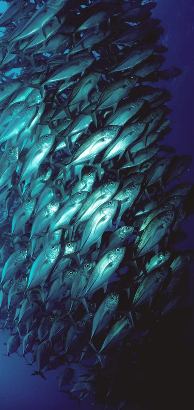 École de poissons bleu électrique sous l'eau