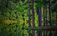 Reflejo tranquilo del bosque en lago sereno