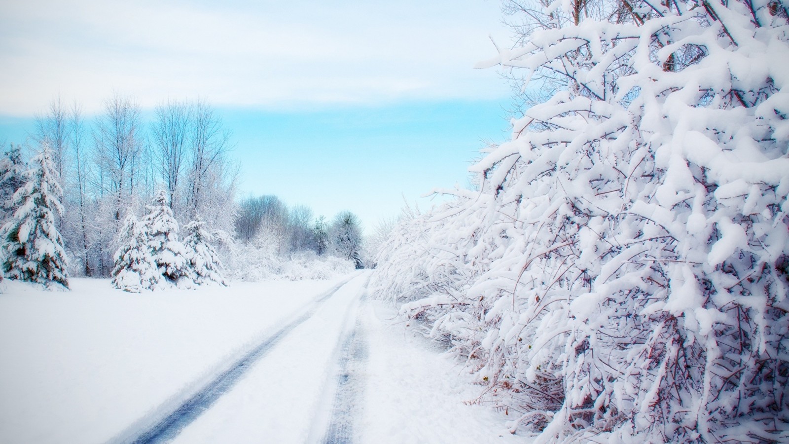 Un camino nevado con árboles y arbustos a ambos lados y un cielo azul. (invierno, nieve, escarcha, árbol, congelación)