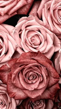 pink, nature, flowes, flower, rose wallpaper