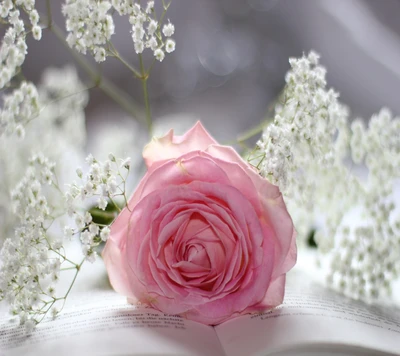 Delicate Pink Rose Surrounded by Baby's Breath on a Book.