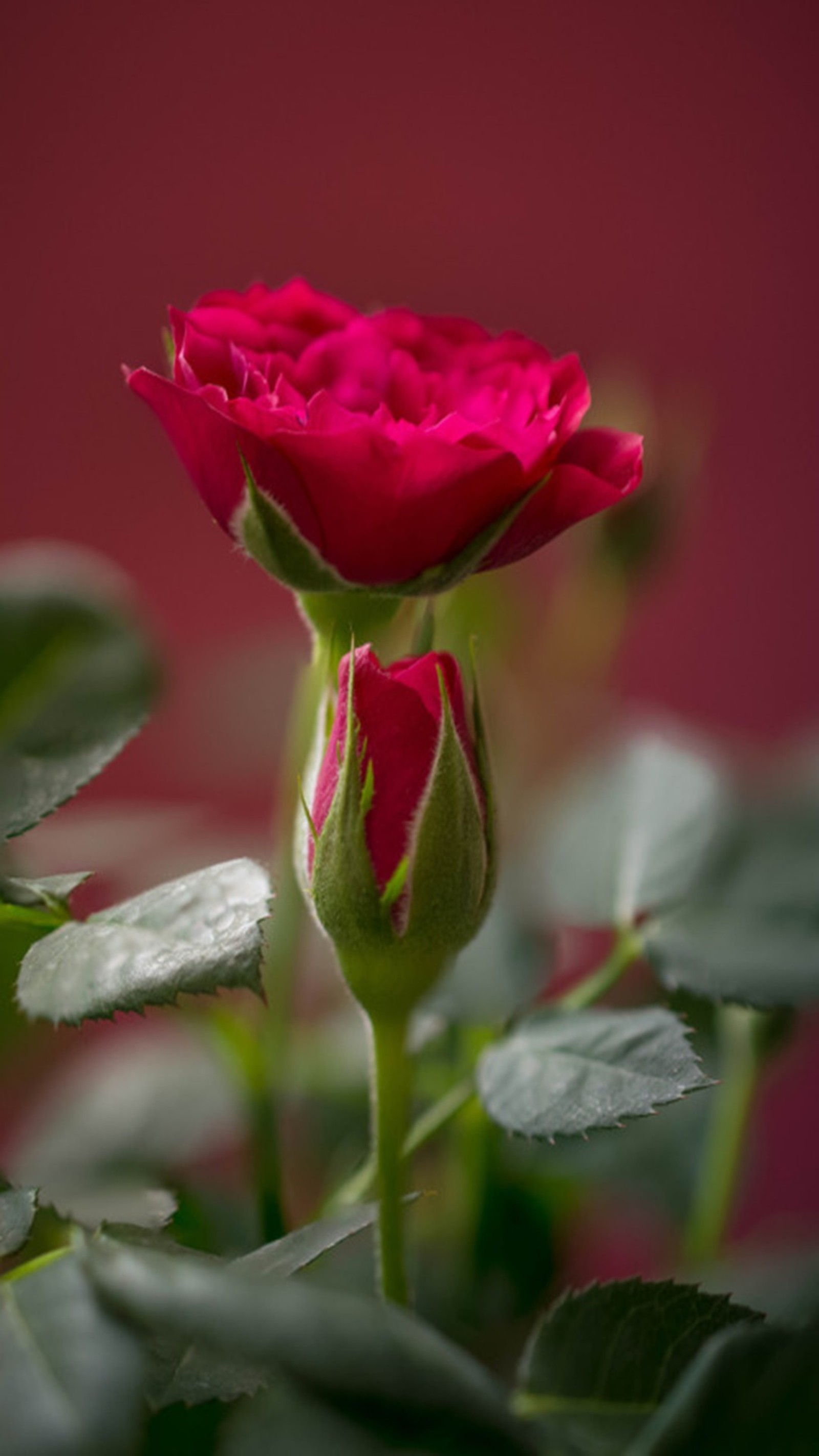 There is a rose budding in a vase with green leaves (nature landscape, rose)