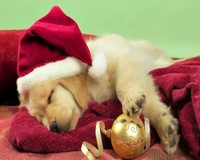 Cachorro durmiendo con un gorro de Santa y un adorno navideño