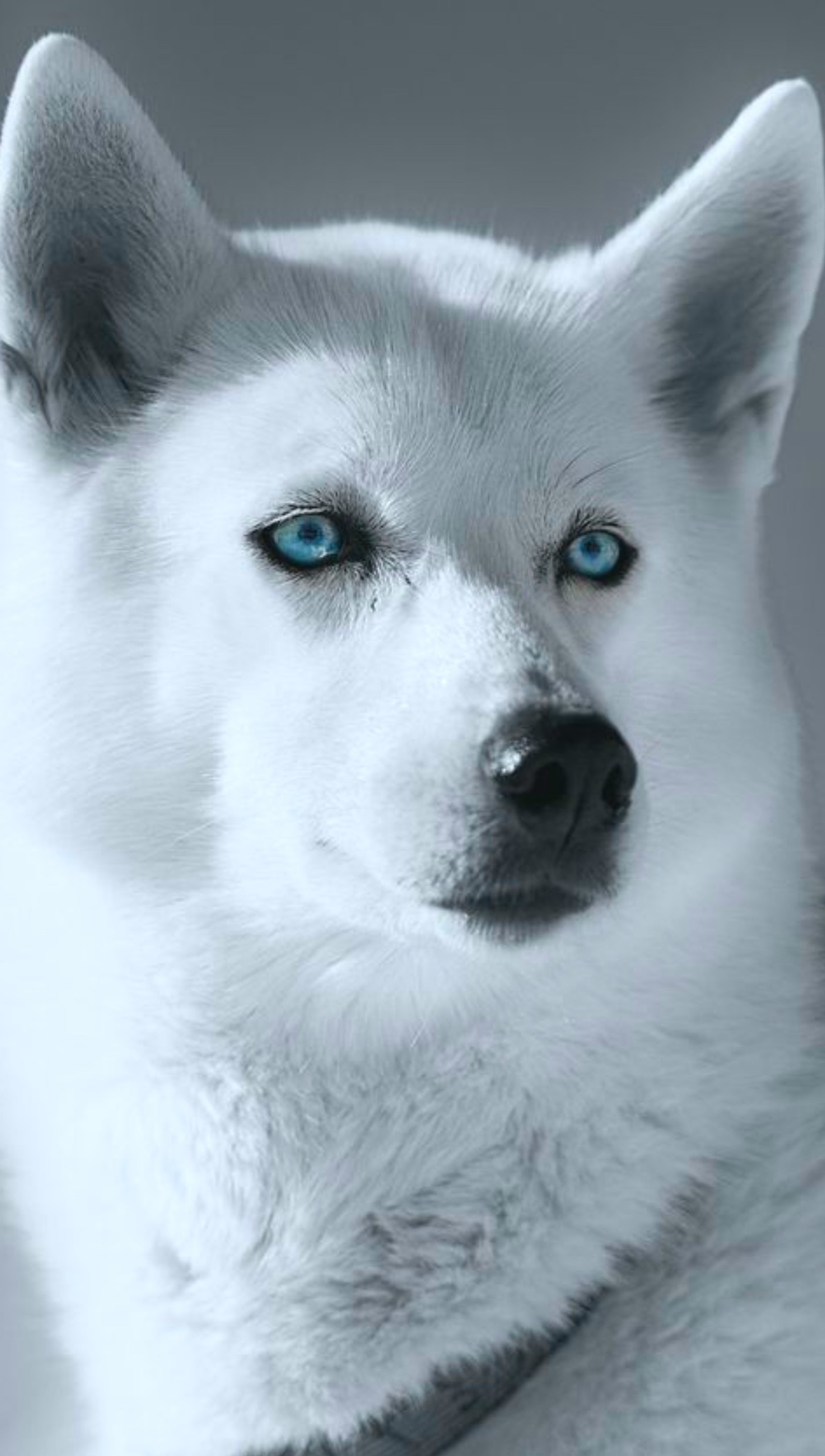 Ein weißer hund mit blauen augen sitzt auf einer weißen oberfläche (tier, blaue augen, hund, husky)