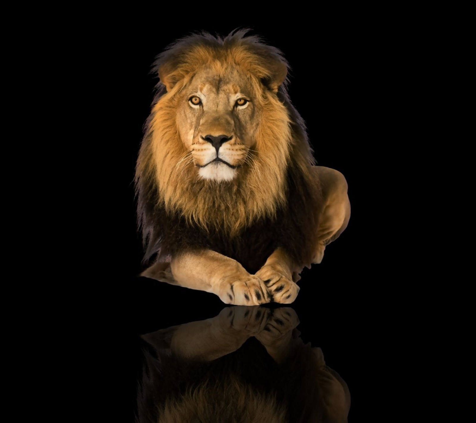 Arafed lion laying down on a black surface with its reflection (animal, background, beautiful, cute, hd)